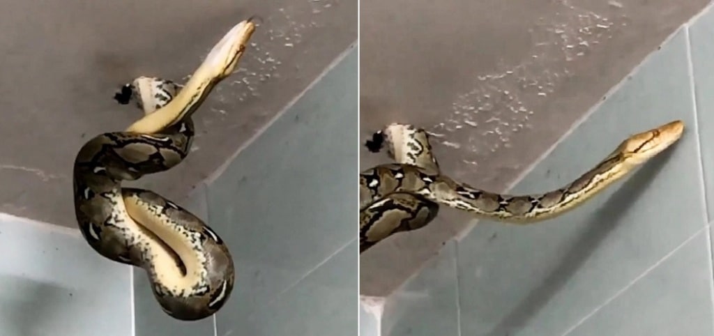 VIDEO: Eight Foot Python Bursts Through Ceiling While Man on Toilet