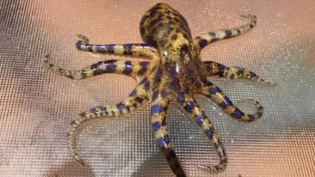 Seafood Buyers Warned after highly-Poisonous Octopus Found in Market