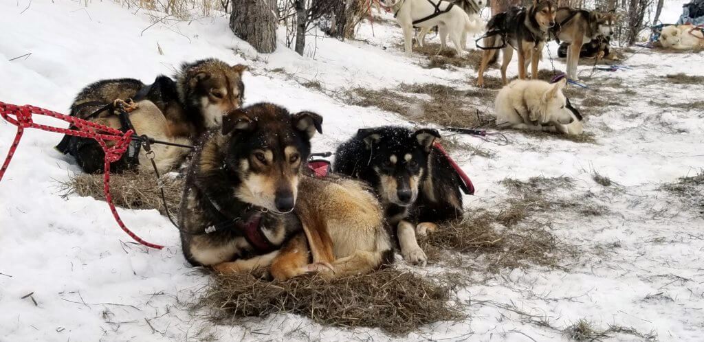 sled dogs Thailand