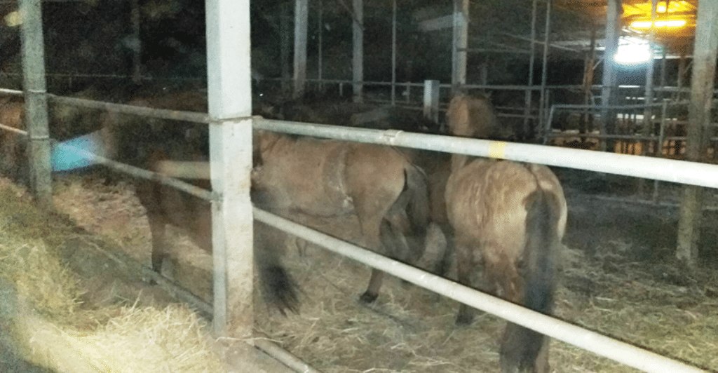 Man Arrested for Selling 44 Horses to an Illegal Slaughter House