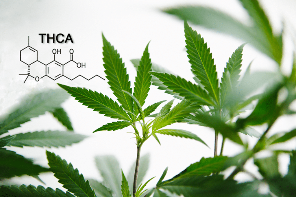 Understanding The Benefits of THCA, a Cannabinoid You May Not Know