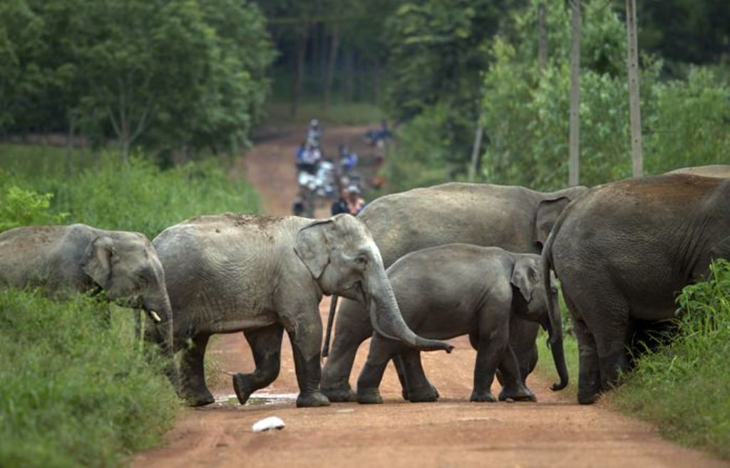 Villagers Beg for Help After Farms Pillaged by Wild Elephants