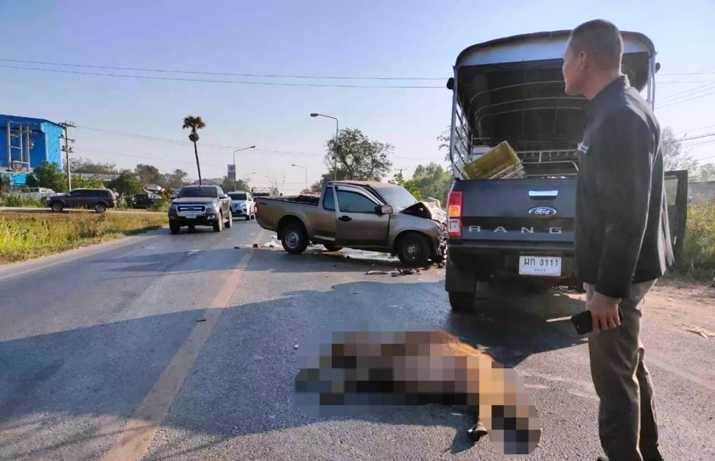 Water Buffaloes Cause Head on Collision in Northeastern Thailand