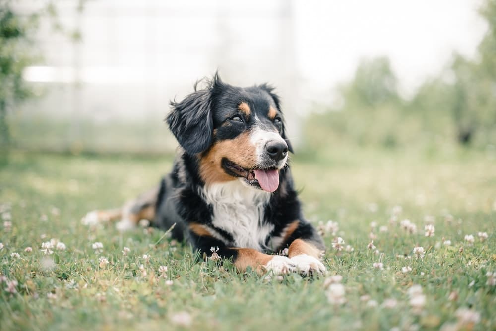 Benefits of Introducing CBD Oil For Pets Into Your Dog’s Diet