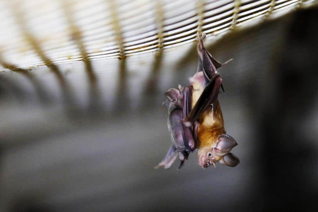 Scientists Finds Bats in Thailand Carry Coronavirus Similar to COVID-19