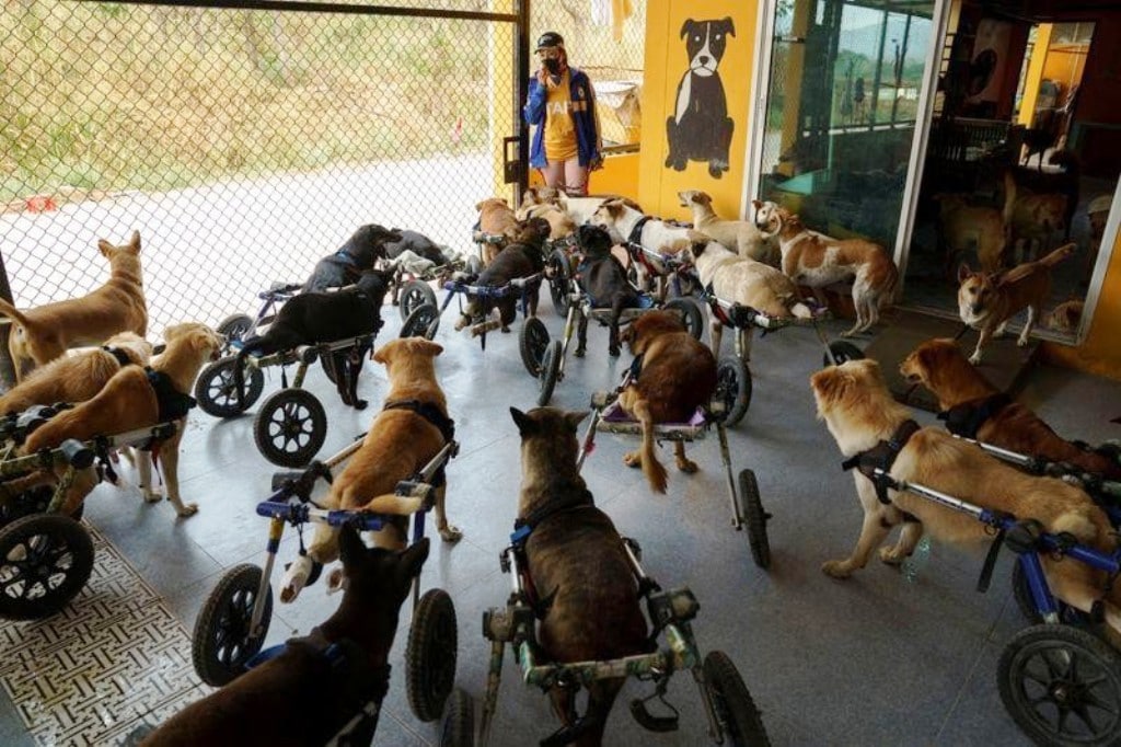Shelter for Disabled and Stray Dogs in Thailand Threatened by Pandemic