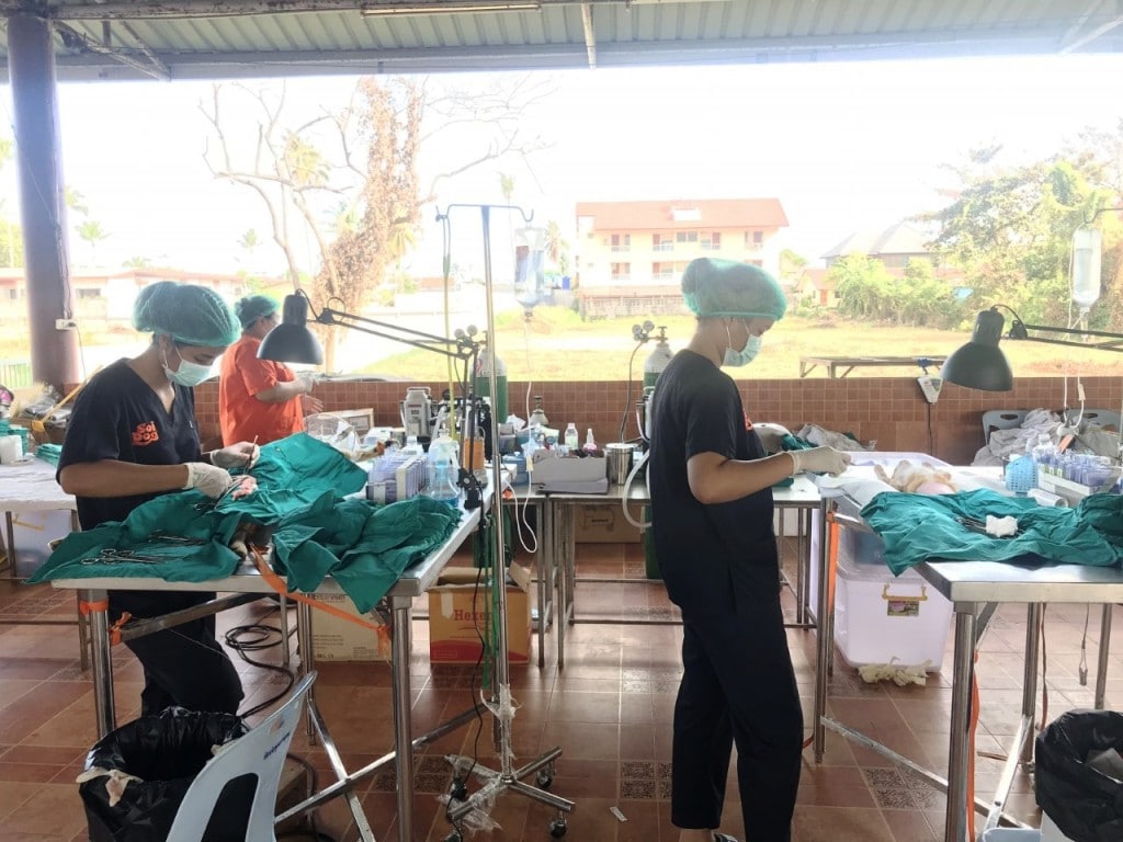 Soi Dog Foundation Sets Up Mobile Clinic on Koh Samui