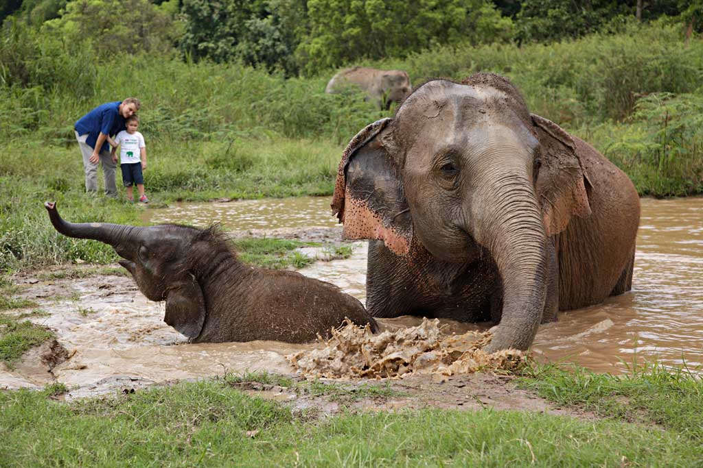 How Will Elephants in Thailand Be Treated Once Tourists Return