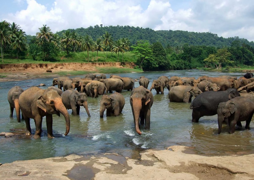 An Introduction to Thai Elephants