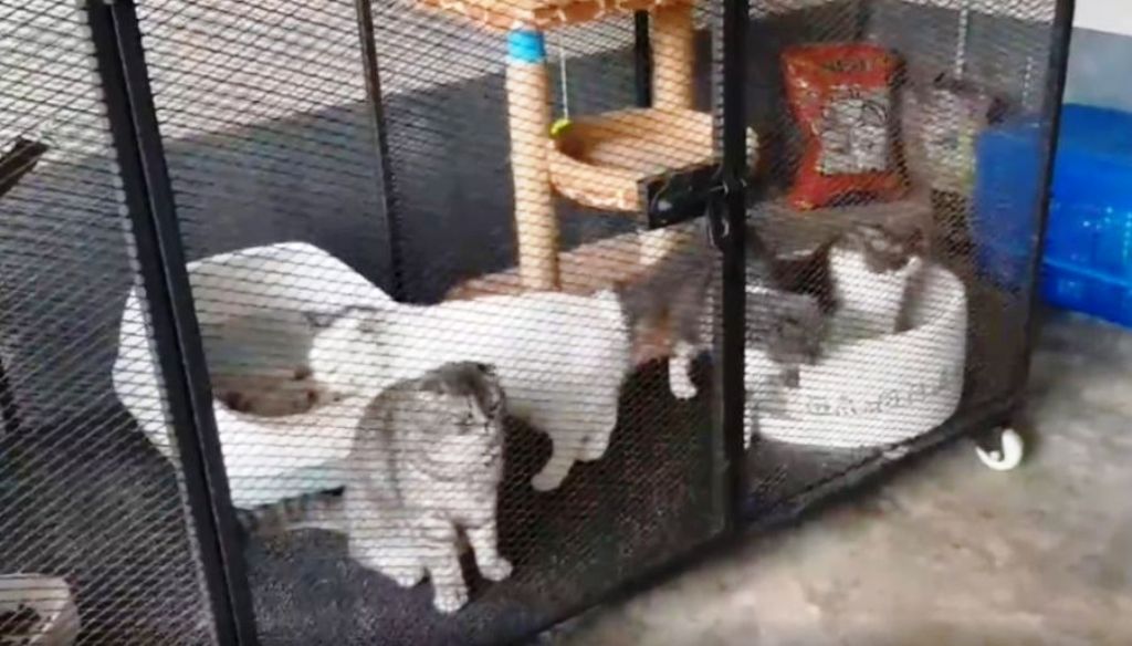 Pedigree Cats Worth Thousands Seized by Thai Police in Drug Raid