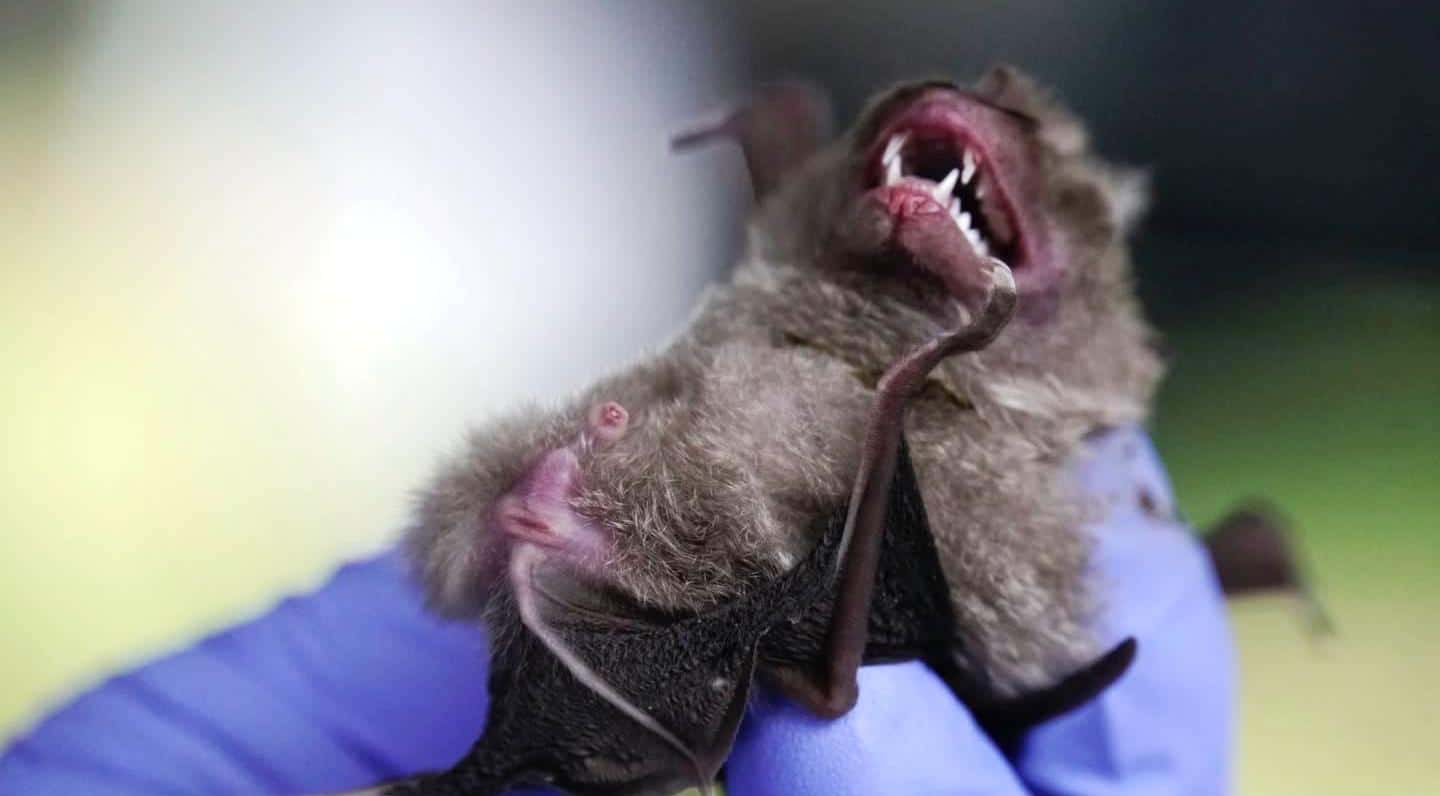 Chachoengsao, Thailand, horseshoe bat, coronavirus, covid-19