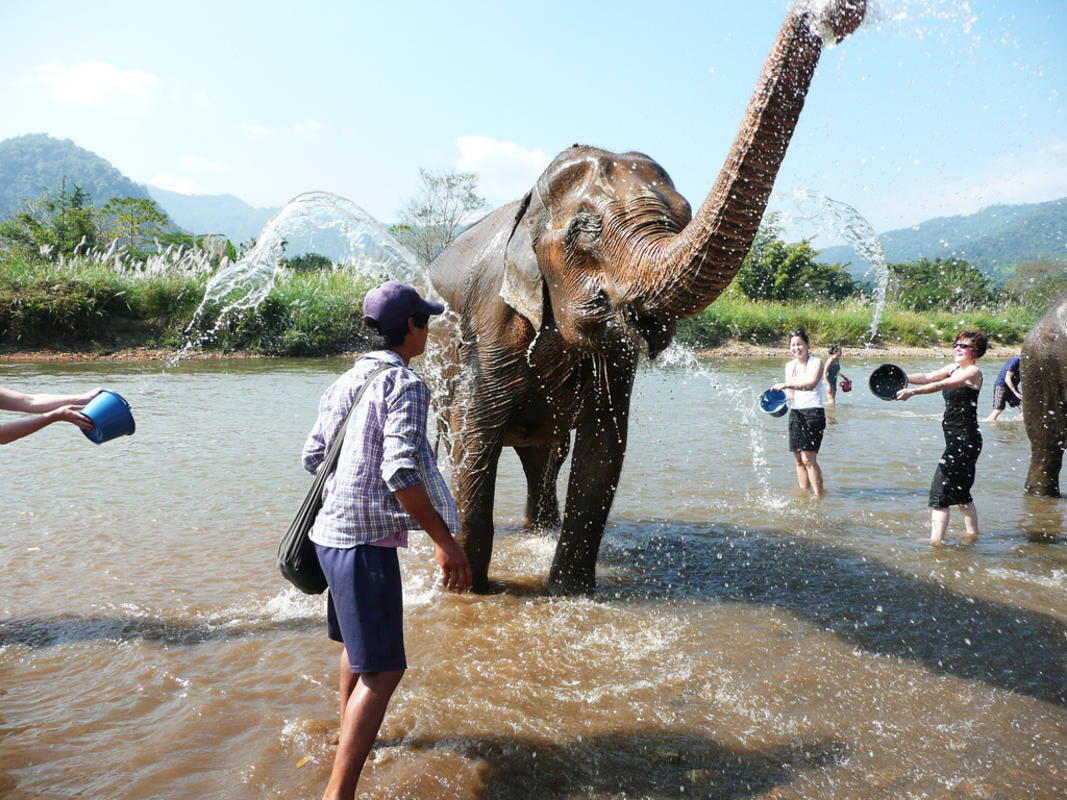 How Will Elephants in Thailand Be Treated Once Tourists Return