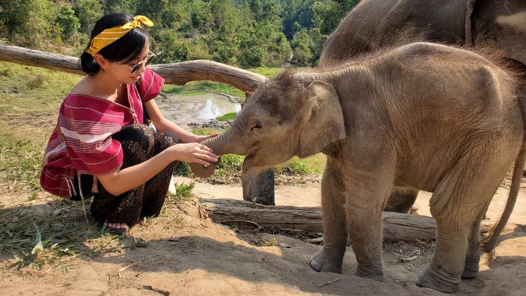 An Introduction to Thai Elephants