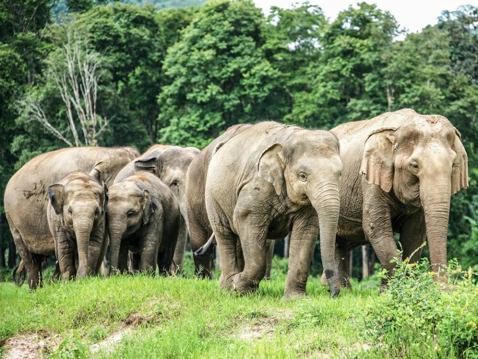 How Will Elephants in Thailand Be Treated Once Tourists Return