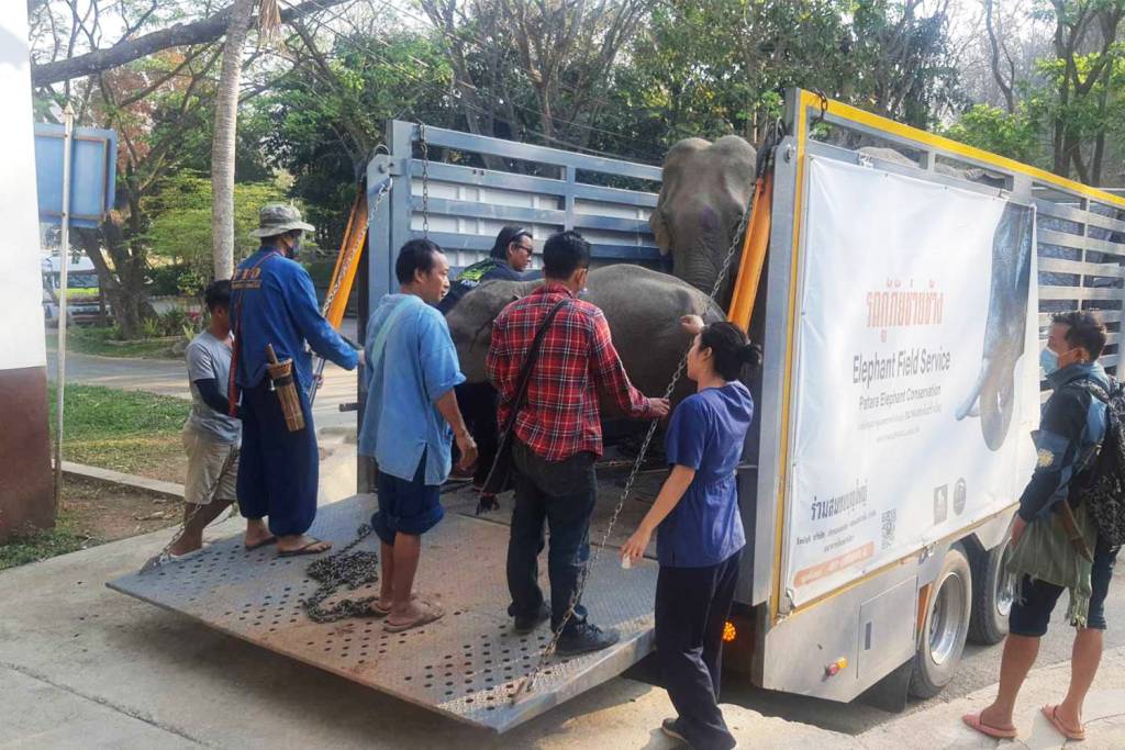 Elephants Poisoned after Eating Grass Contaminated with Paraquat