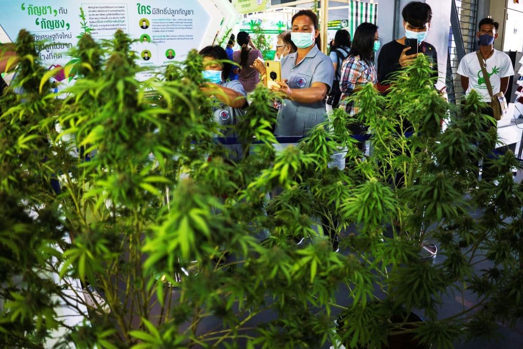 cannabis,Thailand,360 Cannabis & Hemp Expo,