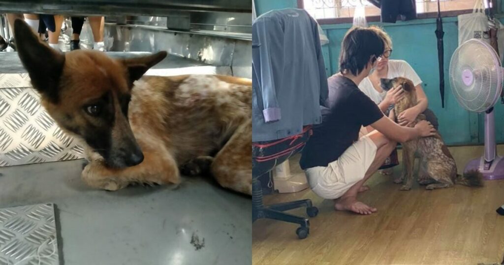 Bus Driver Praised After Rescuing Exhausted Stray Dog from Expressway 