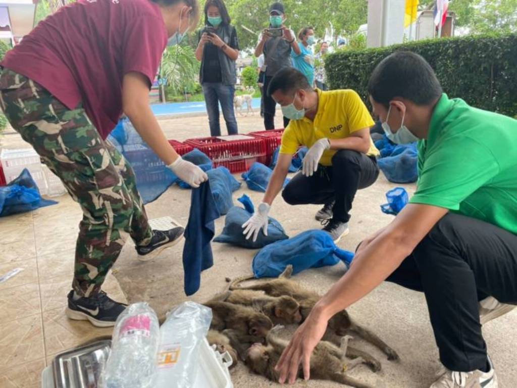 88 Macaque Monkey's Destined for Dinner Tables in China Saved