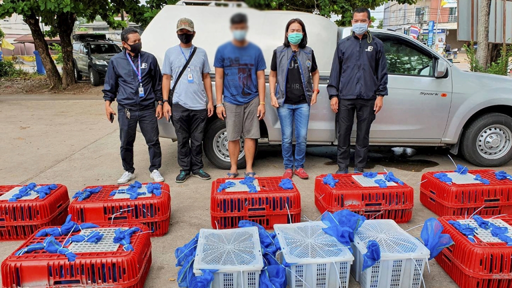 88 Macaque Monkey's Destined for Dinner Tables in China Saved