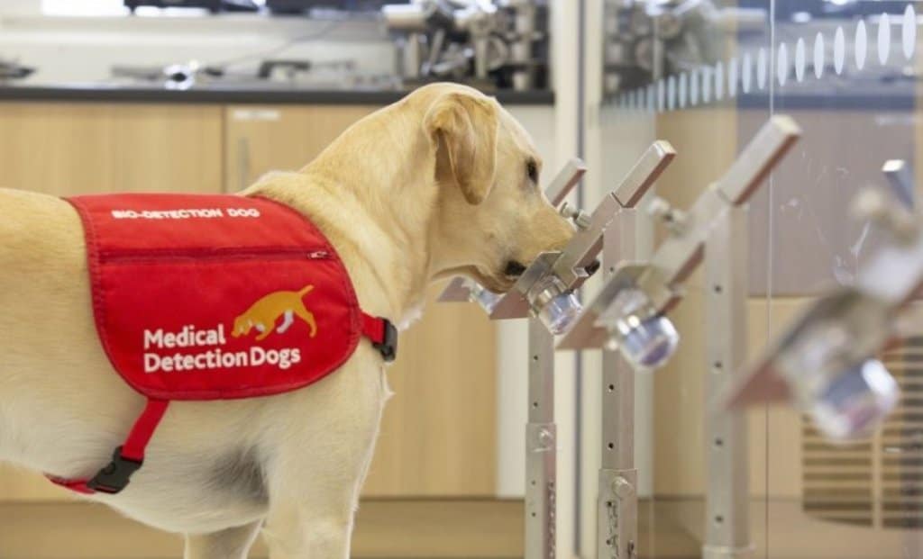 Bangkok Uses Labrador Retrievers as Sniffer-Dogs for Covid-19