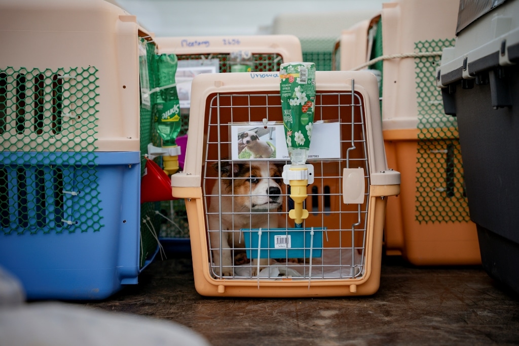 Soi Dog Foundation Calls On US CDC To Revise Dog Import Ban CTN News