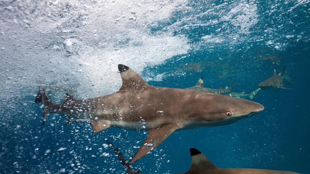 resources, Blacktip Reef Sharks to Get Protected Status after TikTok Shooting Video
