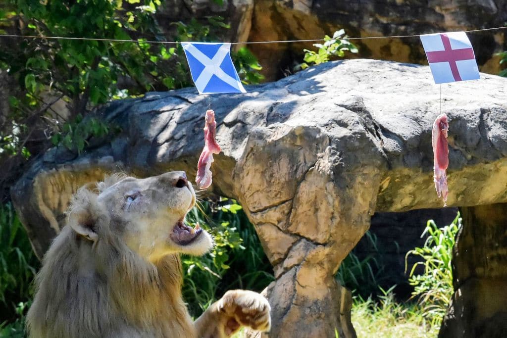 football, Five Year-old Psychic Lion in Thailand Predicts Euro 2020 Matches