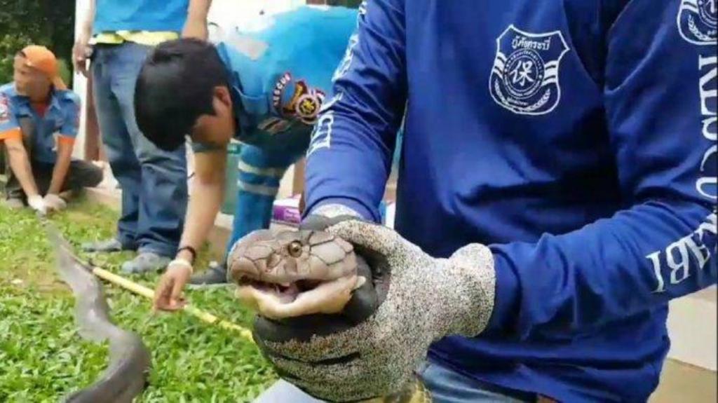 Snake Hunter Bitten While Capturing Four Meter Long King Cobra