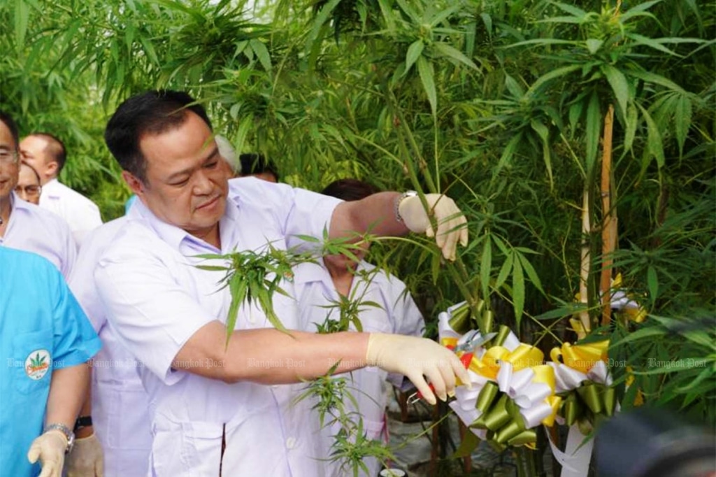 Thai Government,Cannabis,Natural Heritage, medical marijuanas