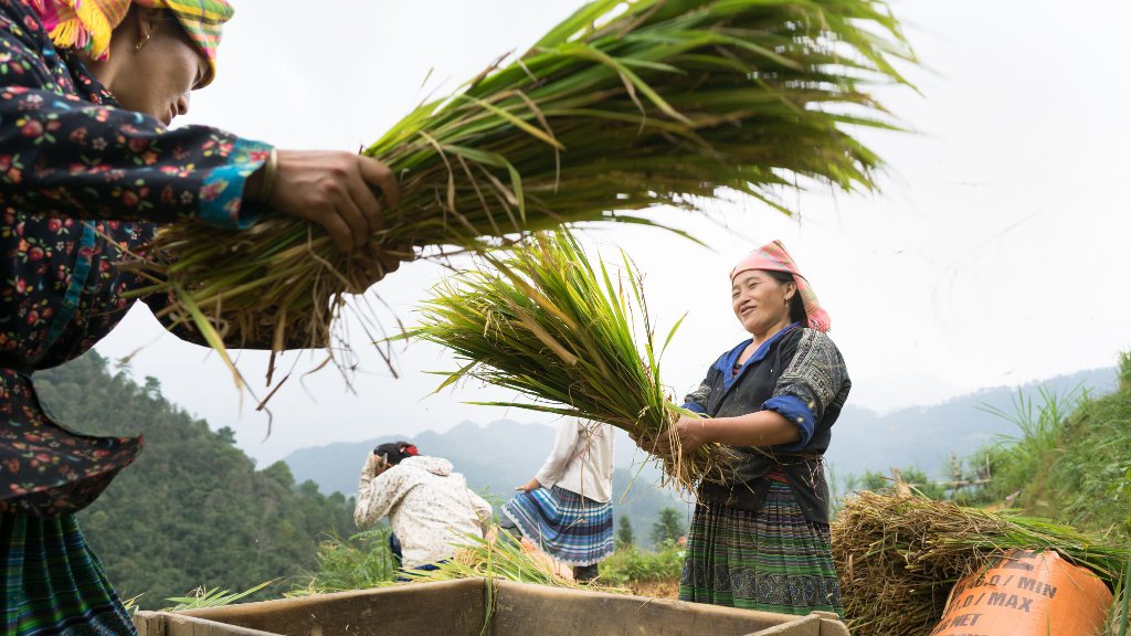 Thailand Rice Production to Rebound after 2 Years of Drought