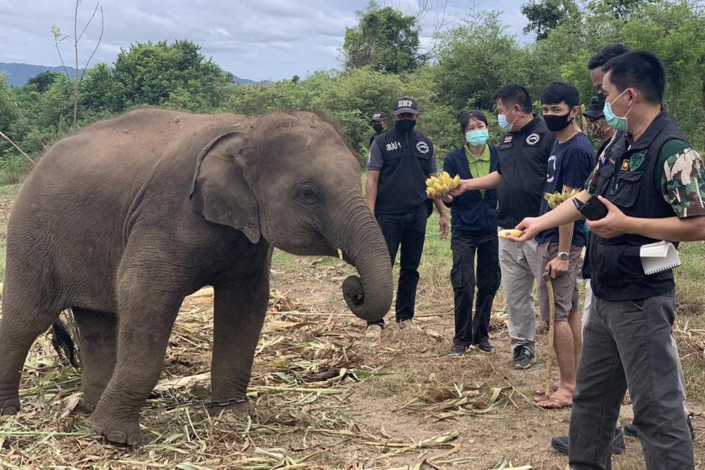 Wildlife Resources Officials Seizes Suspected Wide Elephant from Camp
