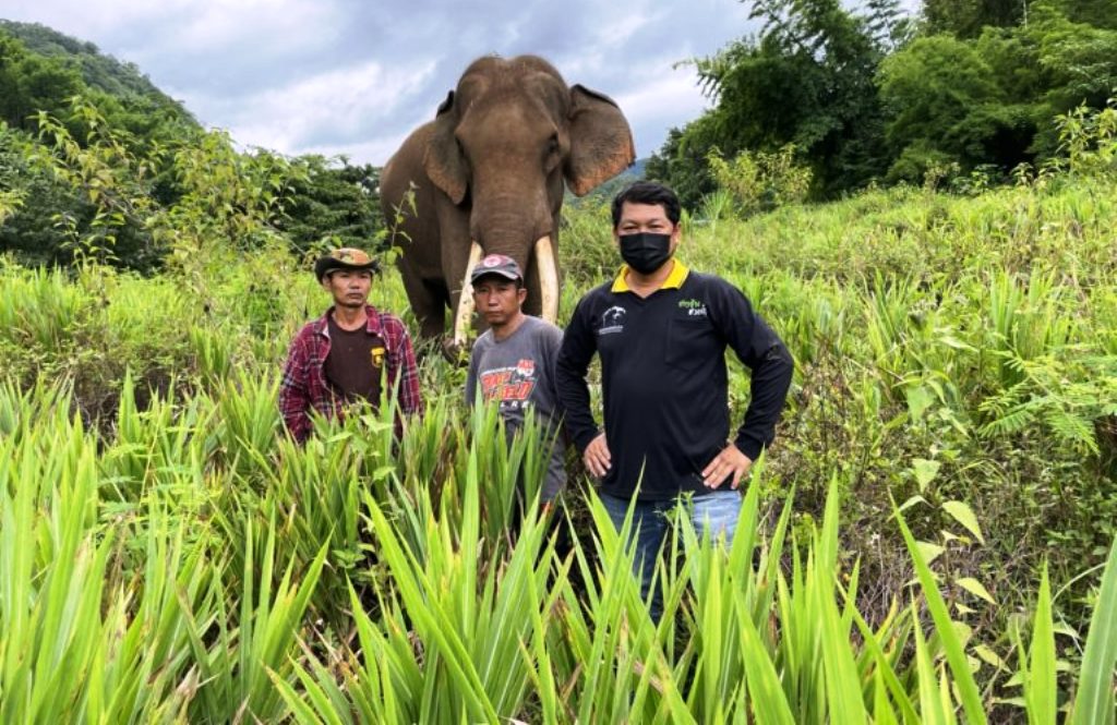 Elephant and Mahout Find Man Missing in Northern Thailand Forest