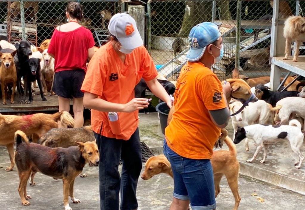 Soi Dog Foundation Vaccinates Over 700 Stray Dogs in Phuket