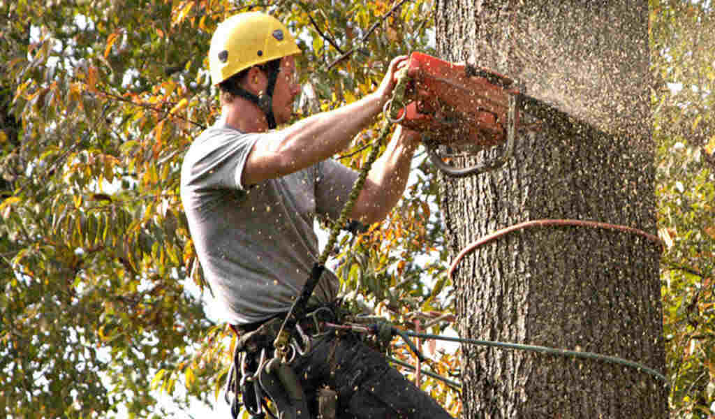 5 Reasons to Get Tree Trimmer Insurance for Your Company