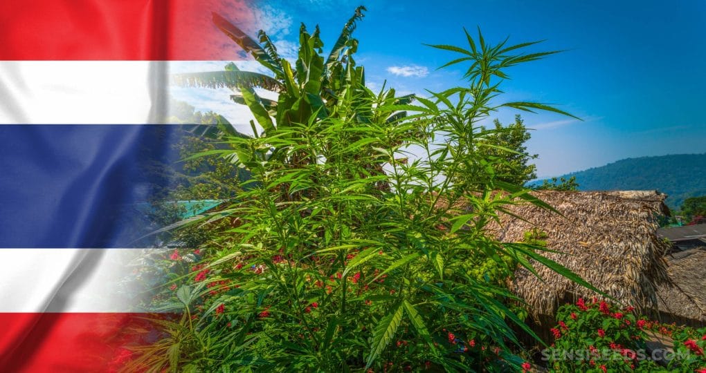 Thailand Plans to Create 4000 Acre Cannabis and Herb Plantation