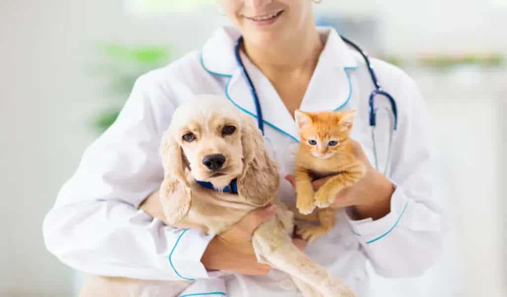 5 Reasons to Pursue a Degree in Veterinary Science