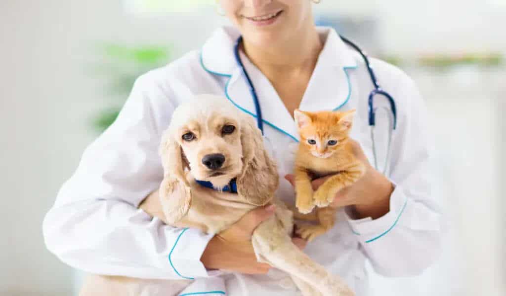 5 Reasons To Pursue A Degree In Veterinary Science - Science