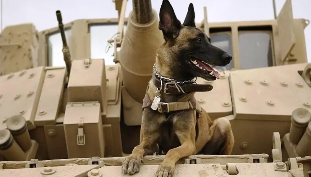 Questions continue to circulate amongst animal rights groups worldwide regarding the fate of service dogs that were allegedly left behind in Afghanistan.