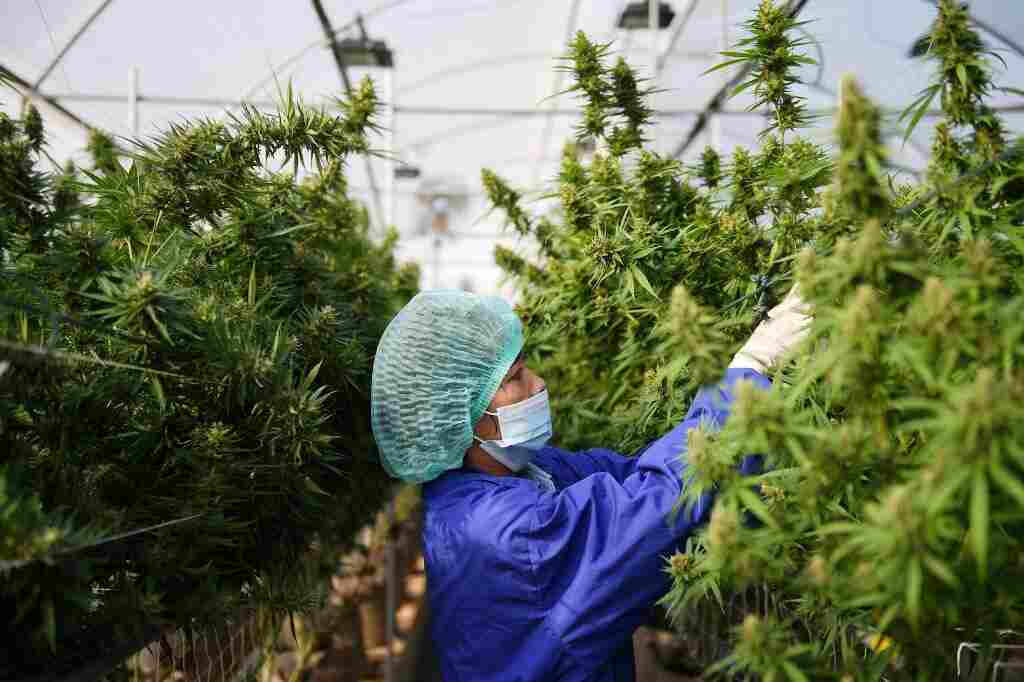 Thailand's Government to Offer Cannabis - Farming -Loans - Thailand