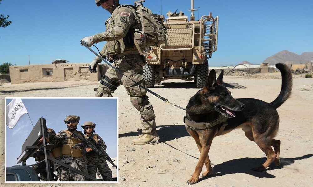 US Military Left Service Dogs Behind in Afghanistan