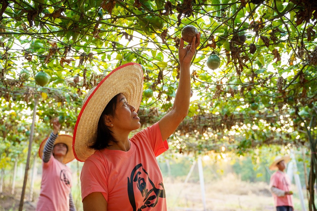 Fairlane Garden Chiang Rai Launches New Thai Fruits and Jam Products