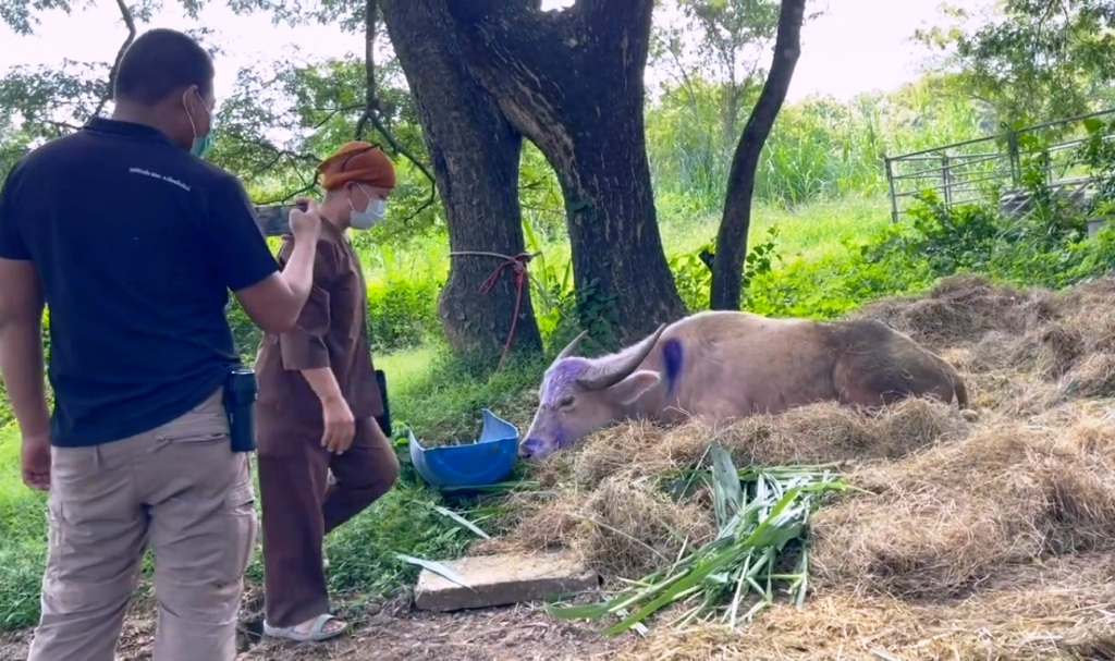 buffalo-chiang mai-police