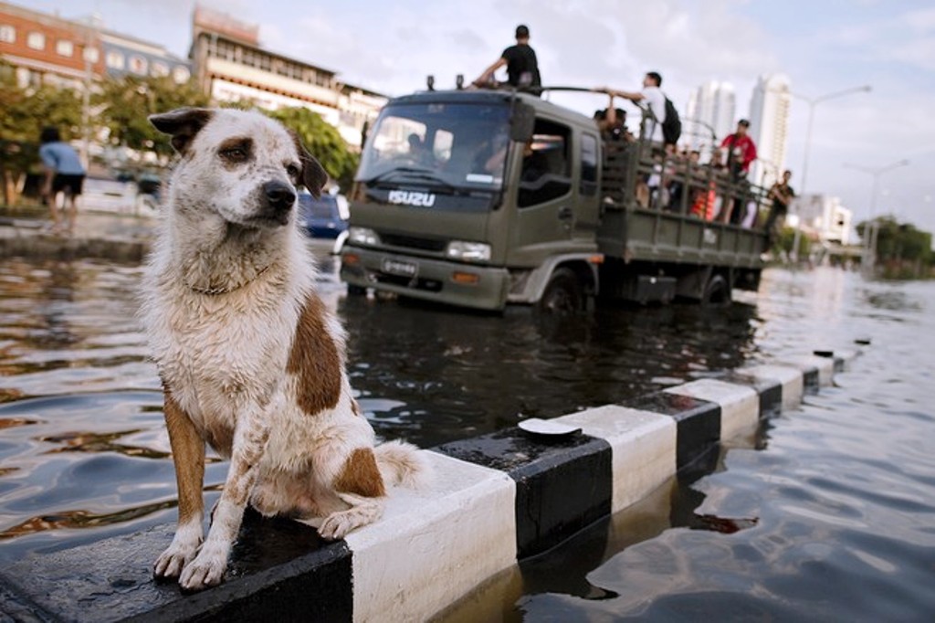 Soi Dog Foundation Provides Food for Animals Affected by Floods