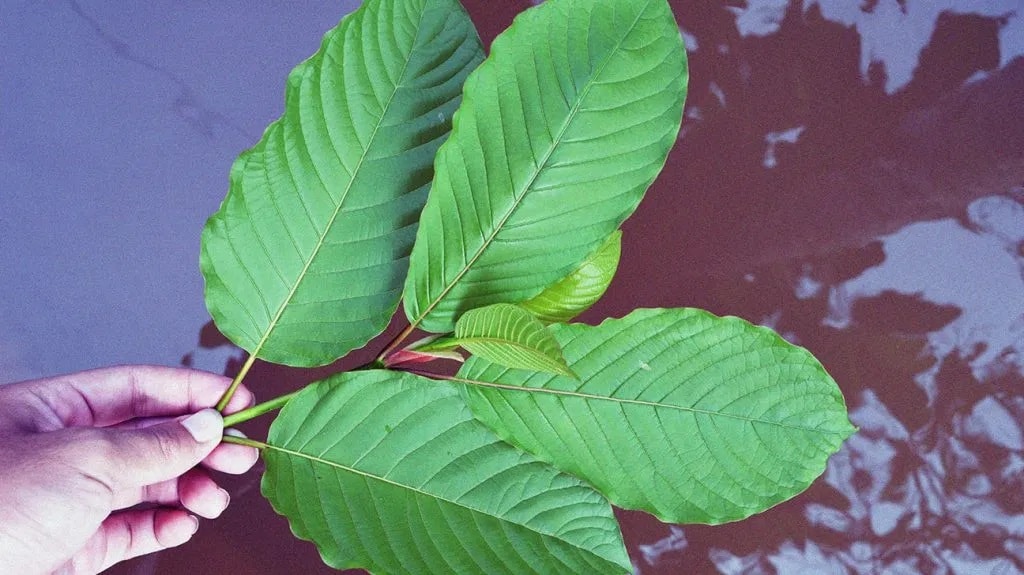 Thailand-Kratom leaf