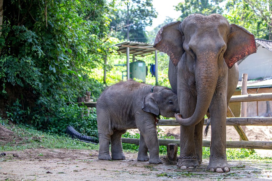 Thai Elephant Conservation Center, Lampang Thailand