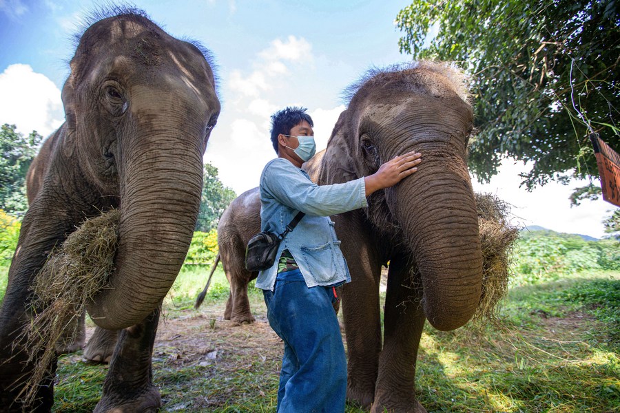 Thai Elephant Conservation Center, Lampang Thailand