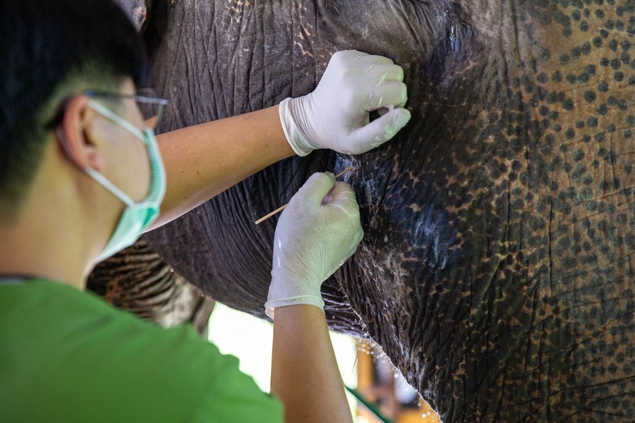 Thai Elephant Conservation Center, Lampang Thailand