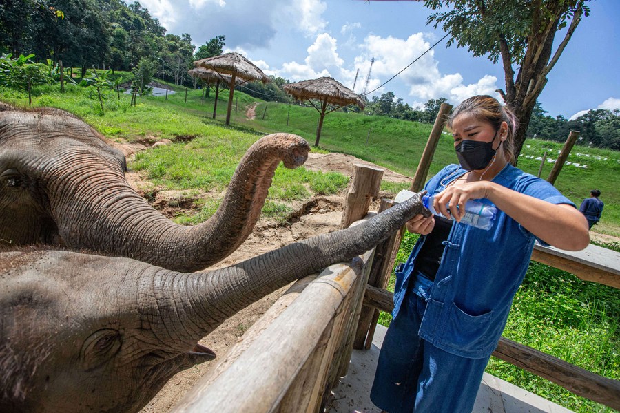 Thai Elephant Conservation Center, Lampang Thailand