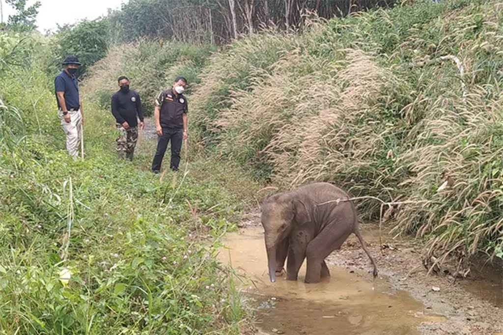 Baby Elephant Caught in Snare Trap. Park Rangers
