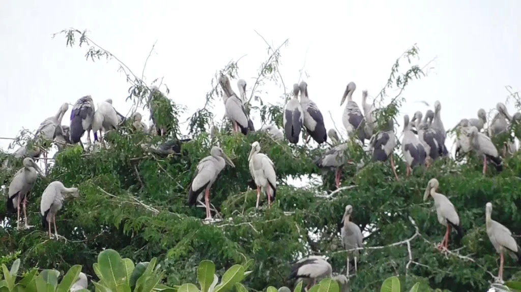 Millions of Openbill Storks Force Woman to Sell Mango Plantation